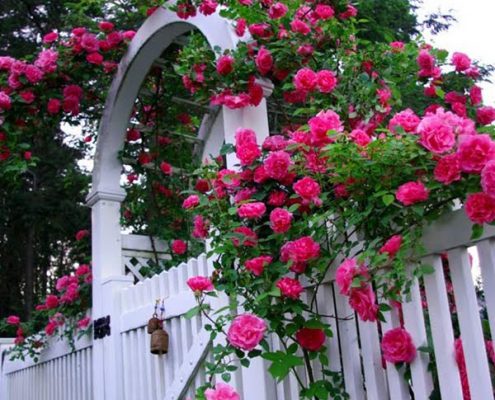 7 Loại Cây Hoa Leo Giàn Dễ Trồng Làm Đẹp Cho Không Gian Nhà - Thi Công Cảnh  Quan Sân Vườn