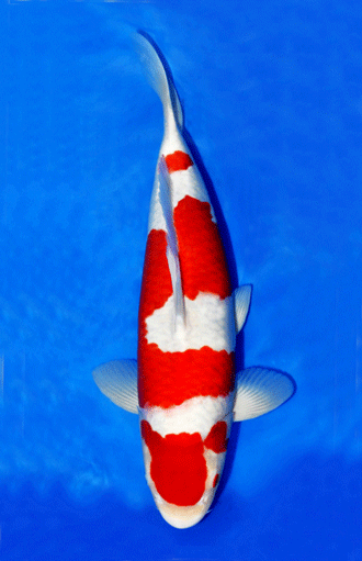 CÁ KOI KOHAKU - cá koi phổ biến nhất
