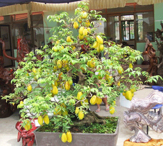 Cây Khế bonsai