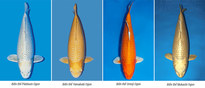 Cac biến thể của giống cá Koi Ogon